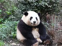爱游戏官方网站-猫坐车表情包